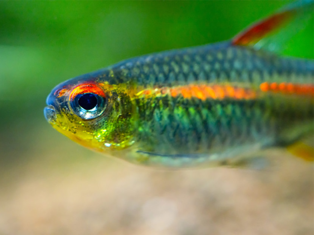 我多久可以往水族箱里加一次鱼？