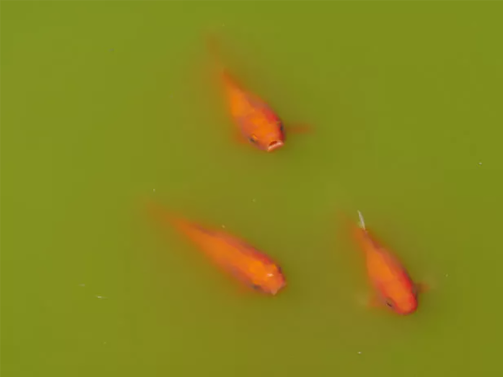 用于池塘藻类的紫外光：它是如何工作的以及为何使用它？