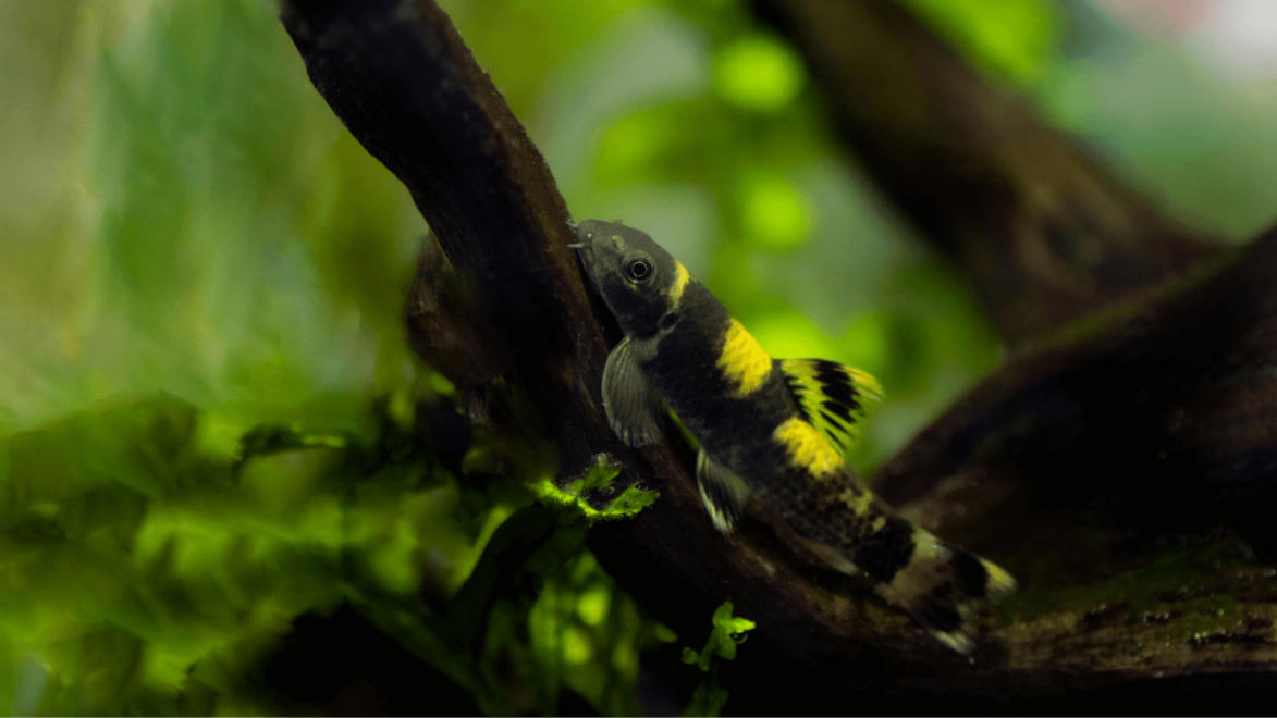 熊猫加拉，一种以食用多种不同类型的藻类而闻名的条纹怪鱼