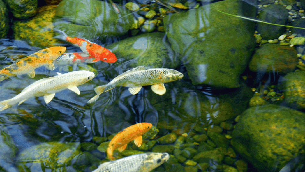 冬季有锦鲤的鱼塘