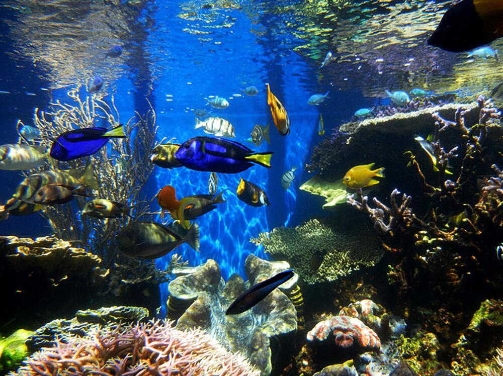 如何治疗礁缸中的白点病