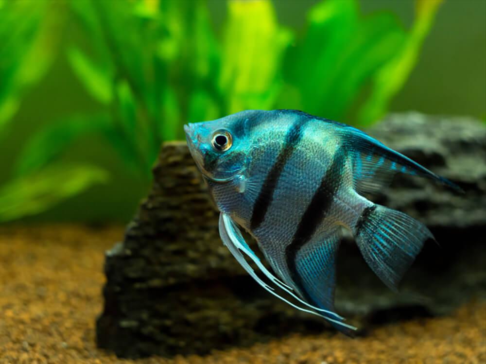 我应该多久喂一次我的鱼？