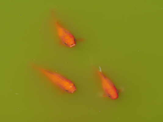 池塘水质问题及解决办法