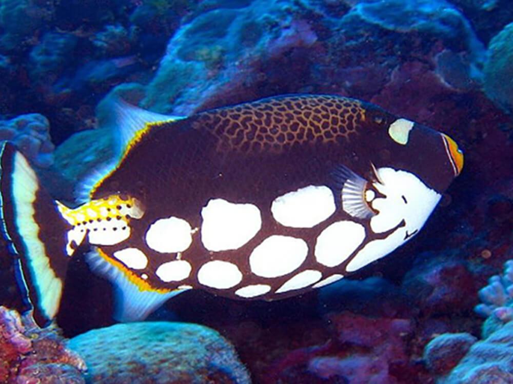 如何设置一个仅养鱼的海水水族箱