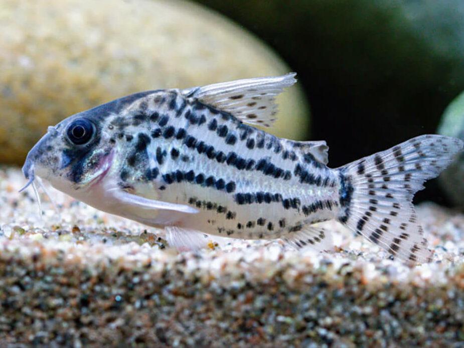 如何清洁水族箱沙子