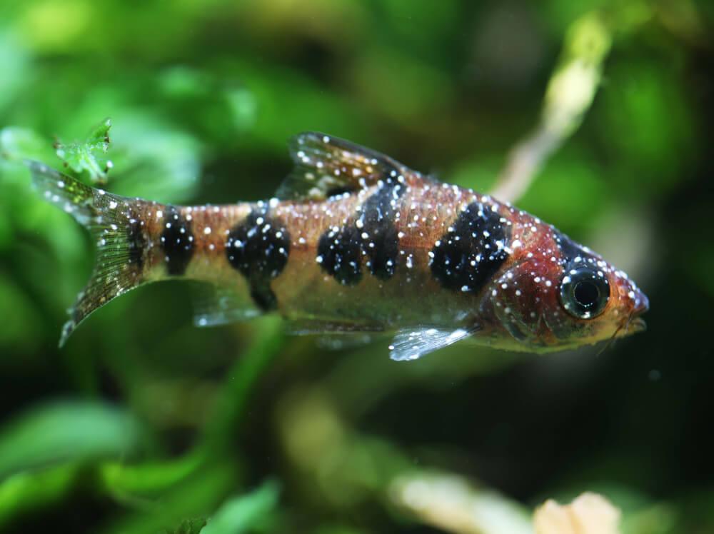 如何治疗鱼类的白点病