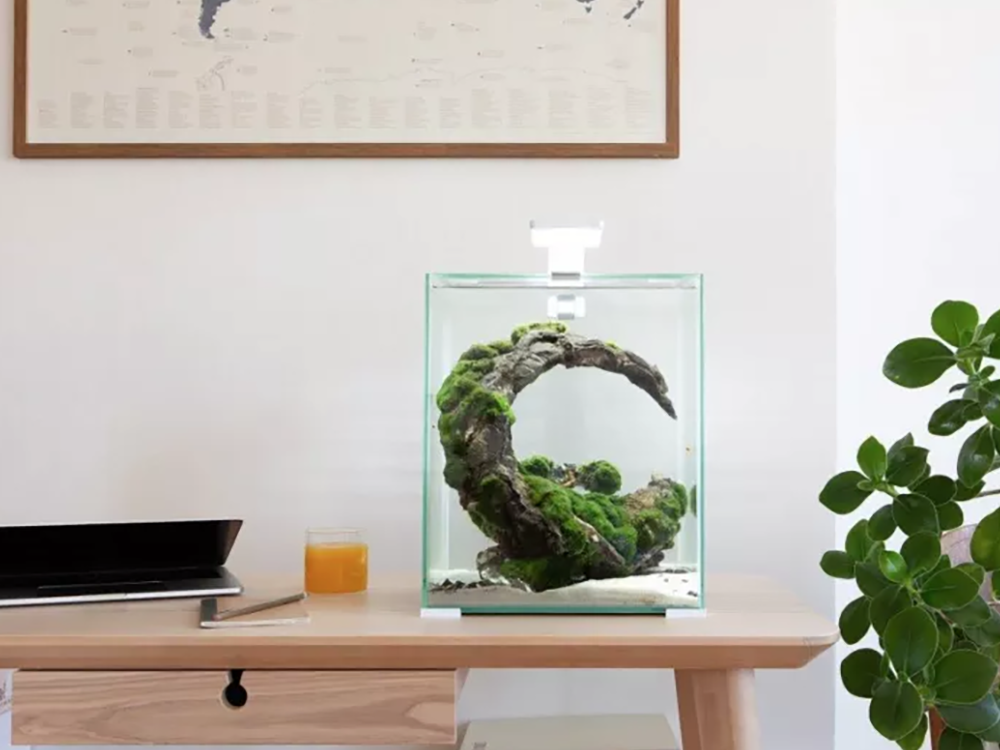 生活方式鱼缸：创新的鱼缸设计