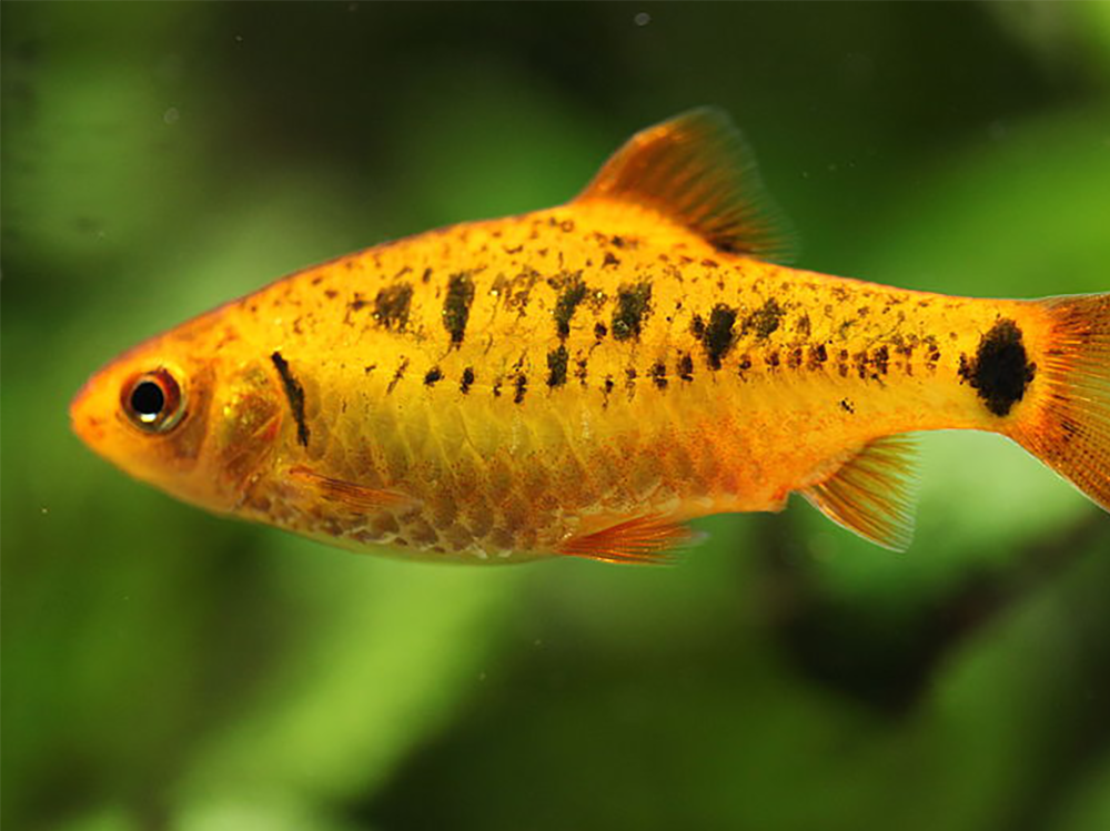 如何在鱼缸中进行部分换水？