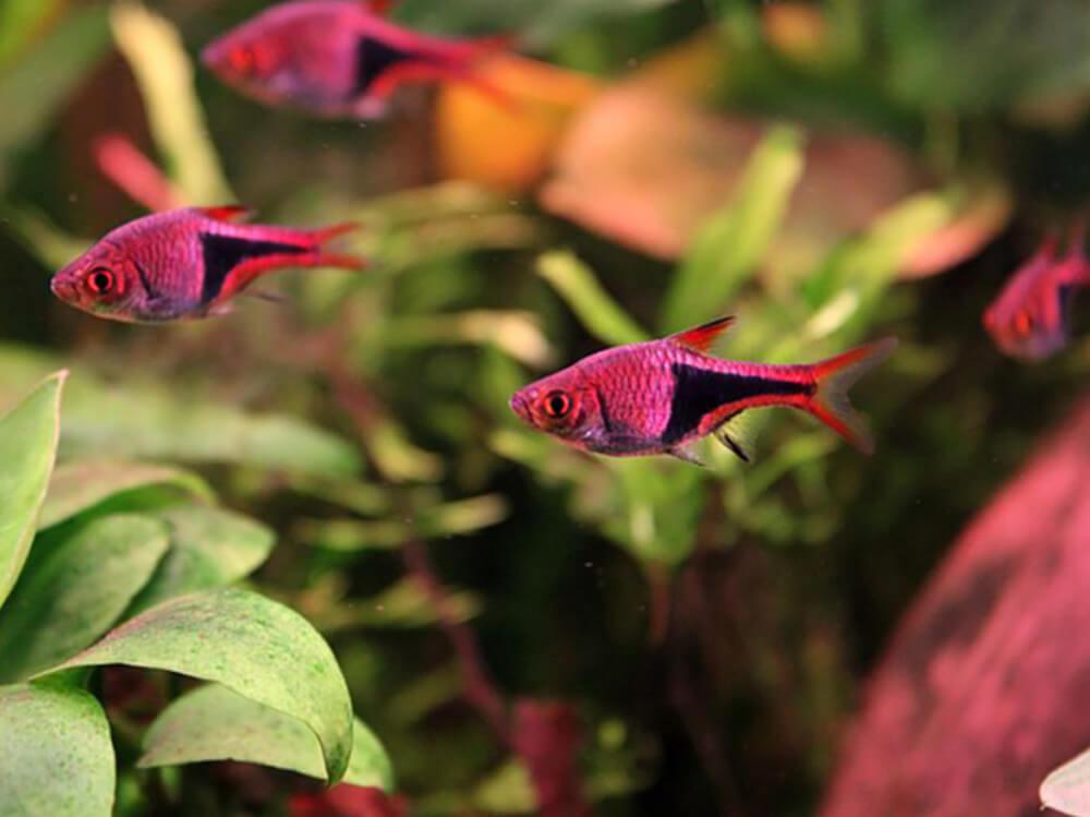 如何降低水族箱中的 GH