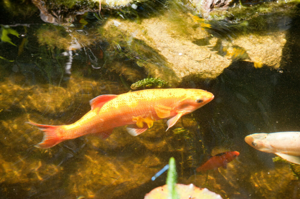 花园池塘中的金色欧鲤