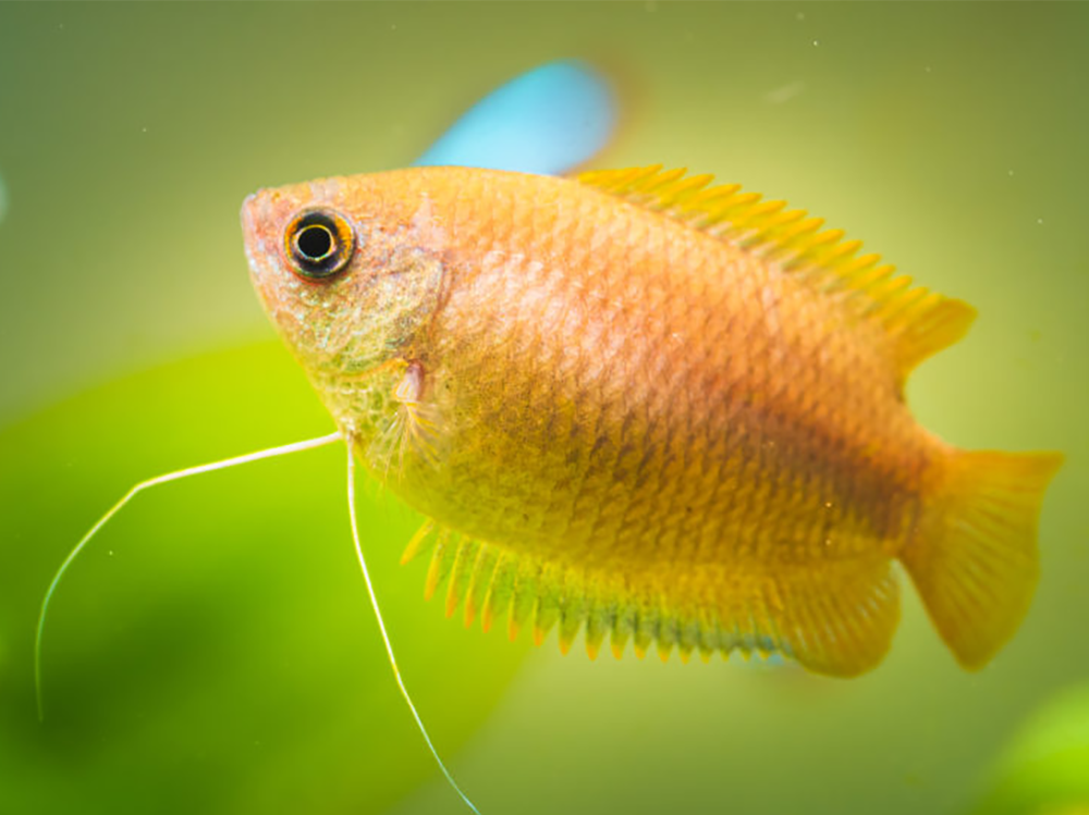 我的鱼缸需要哪些水质测试工具？