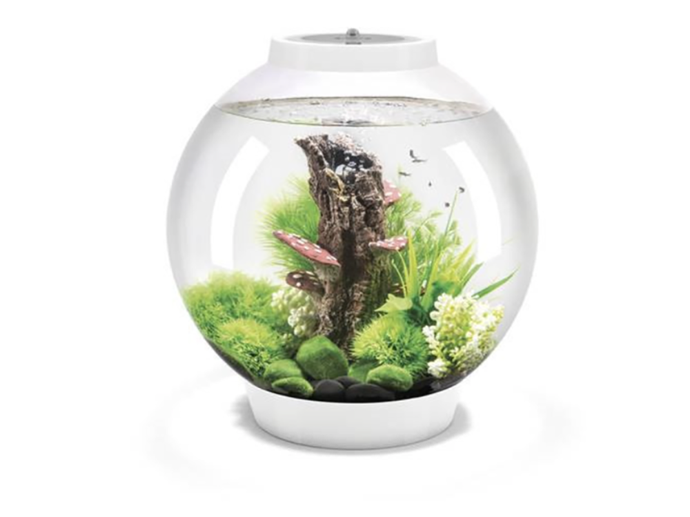 我的 30 升水族箱能养多少鱼？BiOrb 指南