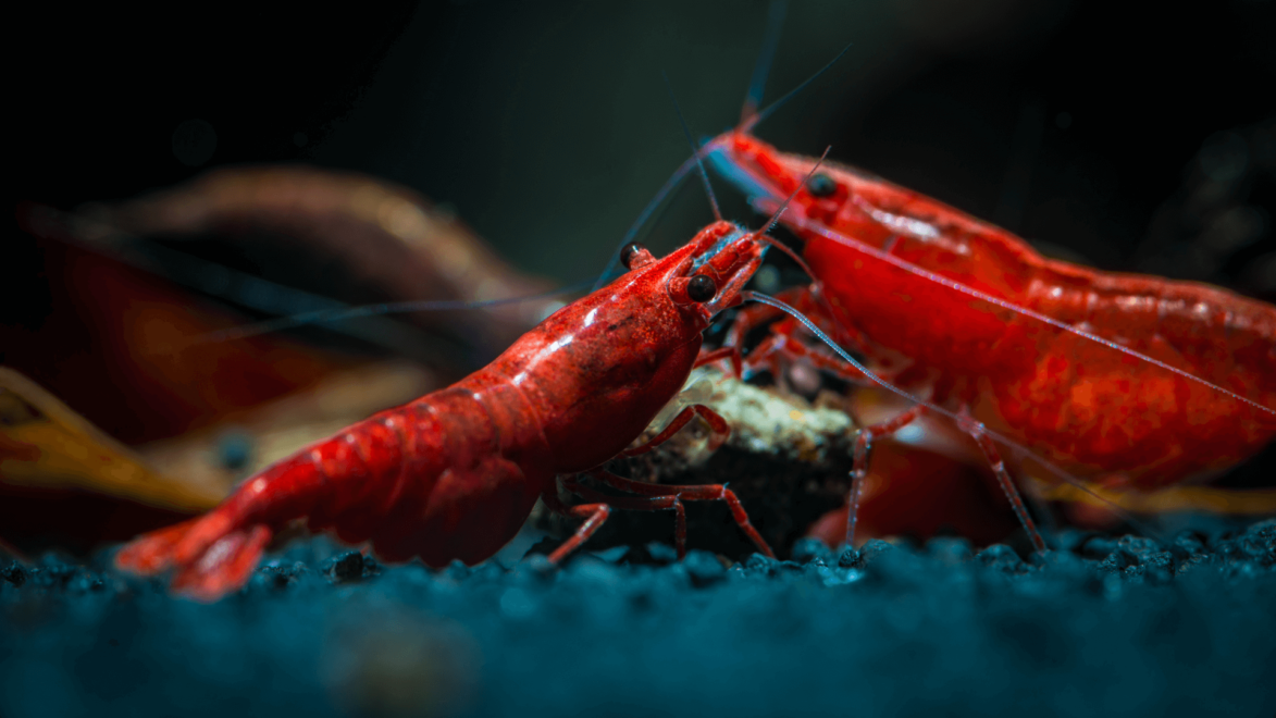 两只正在进食虾粮的雌性樱桃虾