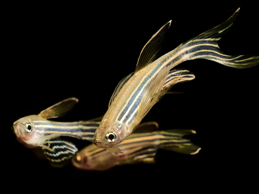 有耐寒的热带鱼吗？