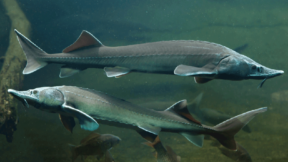 两张灰色鲟鱼的水下照片，背景有池塘鱼。