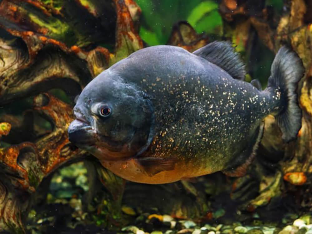 Swell关于怪鱼水族箱鱼类的指南