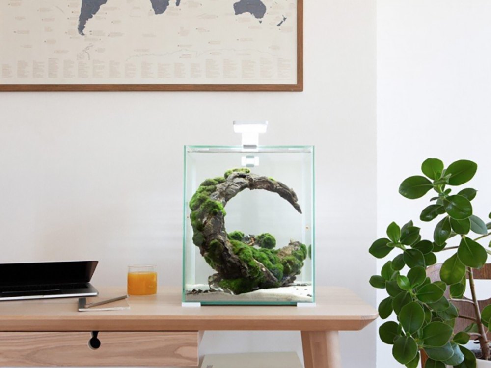 设置虾缸的方法