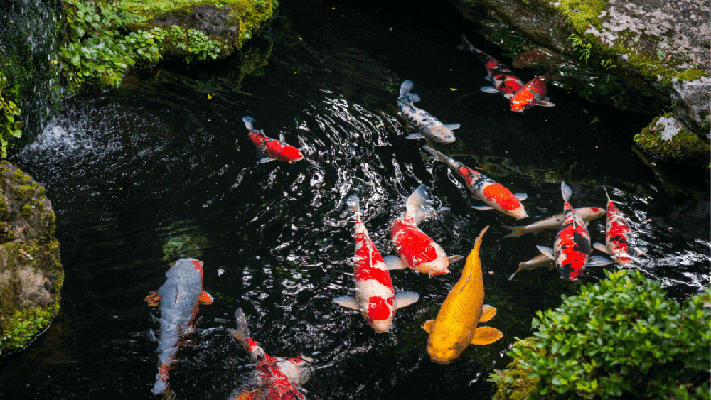 带有彩色锦鲤的花园池塘