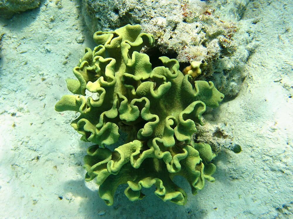 哪种珊瑚是容易的软珊瑚？