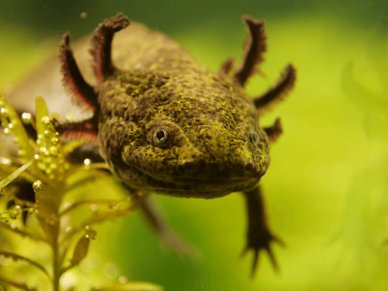 绿色火蜥蜴在鱼缸中的水草间游泳