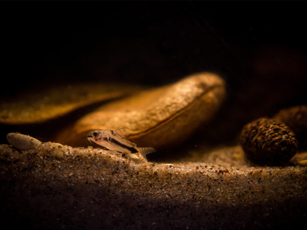 植物类制品对水族箱的作用