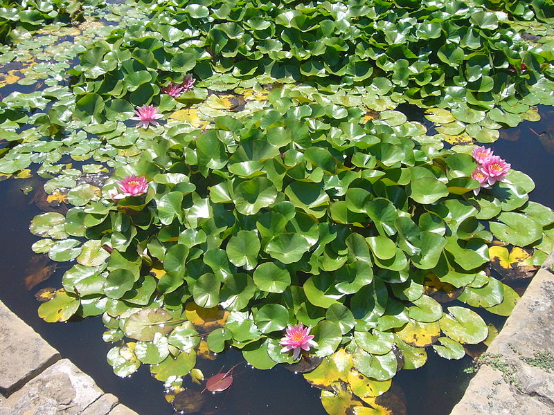 最佳池塘植物 | Swell UK