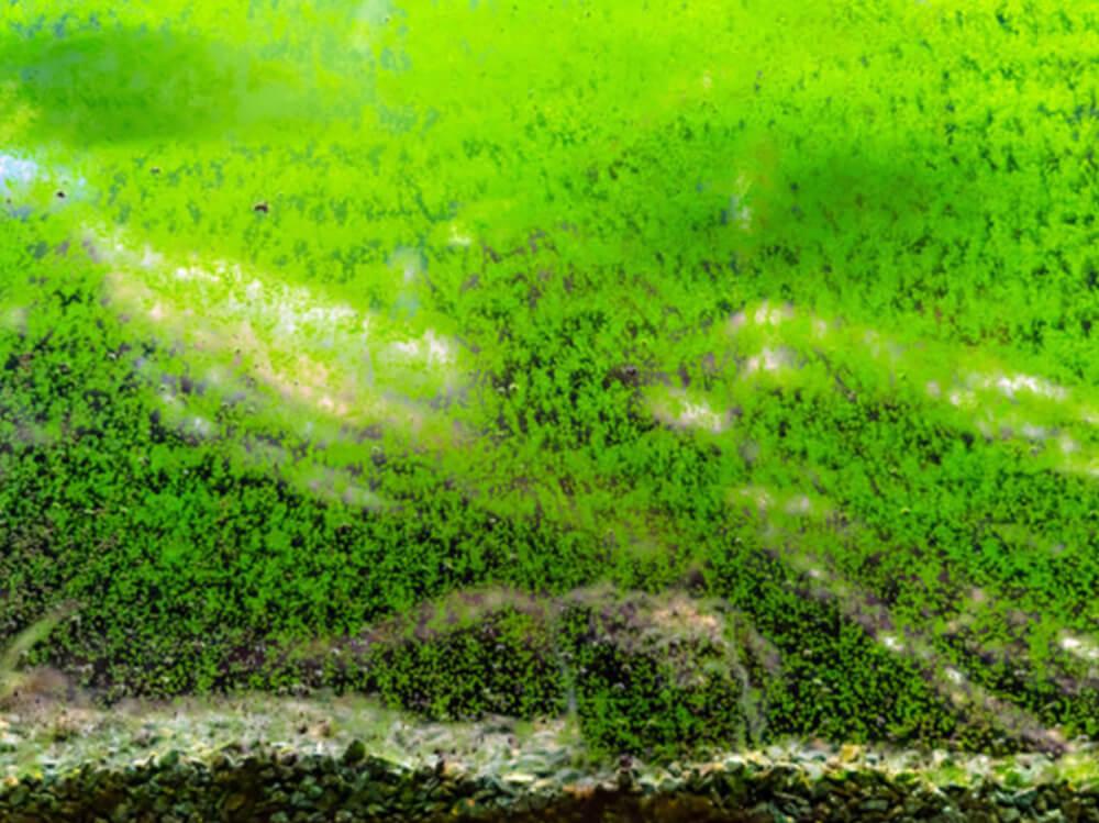 为什么我的鱼缸变绿了？