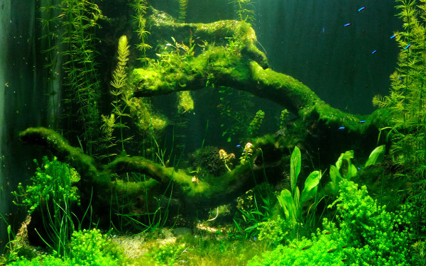鱼缸植物
