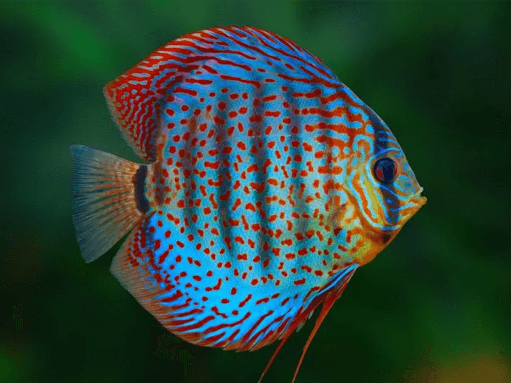 为什么需要测试水族箱和池塘的水