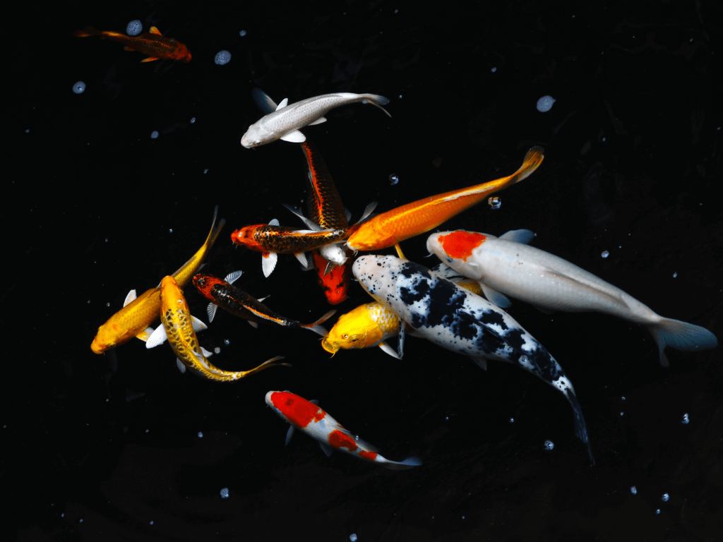 池塘鱼类：常见英国品种入门指南