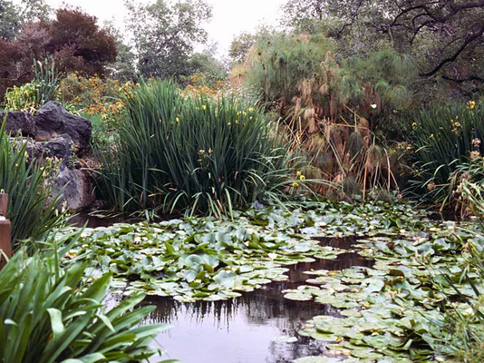 池塘应该多深？