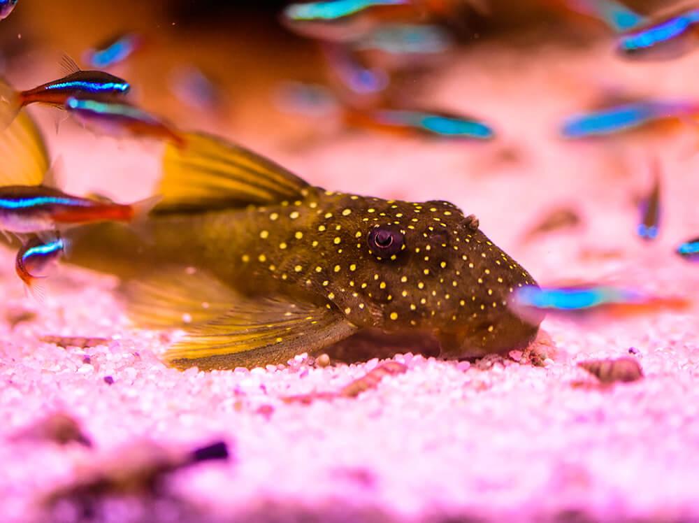 如何正确照顾鲶鱼