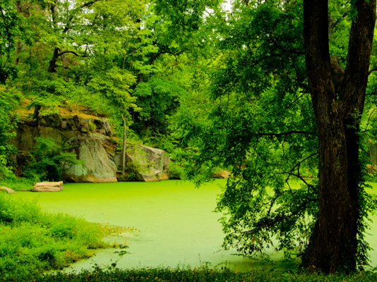 如何清除绿水池塘水