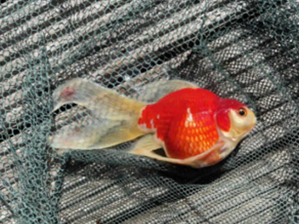 为什么我的池塘鱼死了？