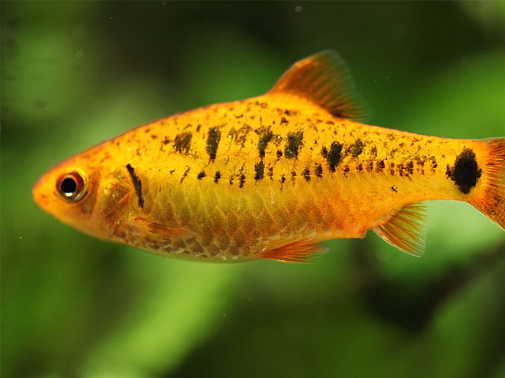 不想加加热器？设置一个适合温带鱼的水族箱