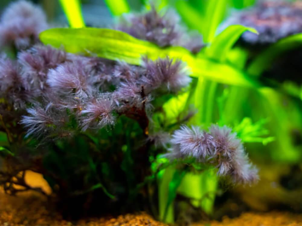 十大去除藻类的技巧