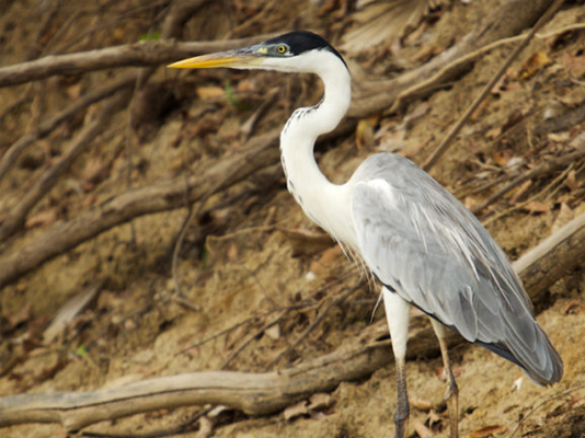 如何防止苍鹭袭击池塘