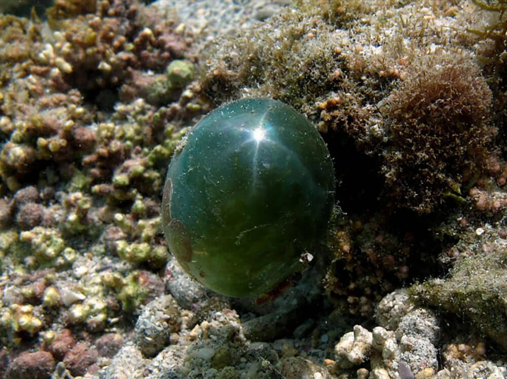 礁岩水族箱中如何去除气泡藻