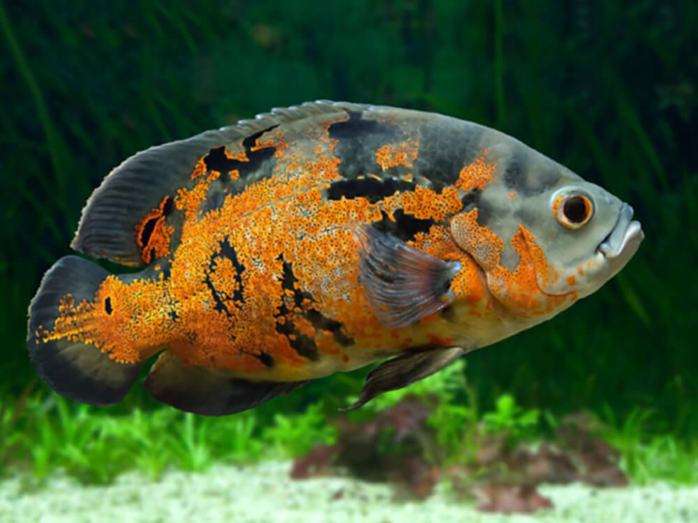 如何自然降低氨含量